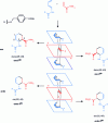 Figure 10 - Different isomers obtainable by the DA reaction of 4-carboxybenzyl trans-buta-1,3-diene-1-carbamate and N, N'-dimethylacrylamide (X = NHCOR and Z = CONMe2).