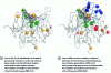 Figure 13 - Optimization of in silico generated DAases(figures reproduced with permission from reference Hilvert (D.) et al. [84])