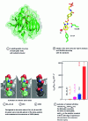 Figure 14 - Comparison of DAases generated in silico