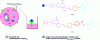 Figure 18 - Artificial metallo-DAases based on the adenosine A receptor2A integrated into the cytoplasmic membranes of living human cells