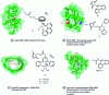 Figure 19 - Protein matrices used in artificial DAases with, on the left, ligands or metal complexes that have been grafted onto the highlighted protein residues.