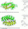 Figure 20 - Two examples of artificial DAases obtained by covalent anchoring of copper complexes within the hydrophobic cavity generated at the interface of protein dimers