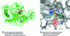 Figure 22 - Crystal structure of ACC oxidase (PDB: 1W9Y)