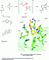 Figure 9 - DA reaction catalyzed by antibody 39-A11 to bicyclic hapten 2