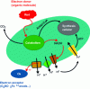 Figure 3 - Schematic representation of the bacterial respiratory chain
