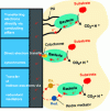 Figure 5 - Schematic representation of the electron transfer mechanisms employed by electroactive bacteria