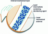 Figure 1 - Architecture of the G-VIR® glove