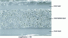 Figure 3 - Cross-section of the G-VIR® glove as seen under an electron microscope