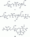 Figure 5 - Examples of chemical species generated by the reaction of glucose with citric acid, indicating that cross-linking also occurs during the citric acid/carbohydrate reaction