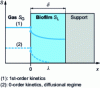 Figure 1 - Different concentration profiles in the biofilm according to the cases considered in the Ottengraf model 