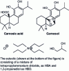 Figure 8 - Typical rosemary antioxidants extracted by a deep eutectic identified by Wojeicchowski et al [32] using COSMO-RS