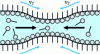 Figure 2 - Gibbs-Marangoni effect: tension gradient restores stretched film