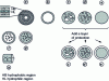 Figure 1 - Morphology of the main encapsulating systems