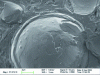 Figure 16 - Stabilized perfume/polyethylene particle in a structured emulsion, as seen by scanning electron microscopy