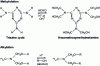 Figure 6 - Melamine-formaldehyde polymer synthesis steps