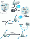 Figure 11 - Schematic representation of a serological diagnosis (antigen assay)