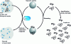 Figure 13 - Illustration of capture, purification and generic concentration of nucleic acids