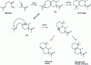 Figure 17 - Mechanism of formation of iso E super and odorant isomers