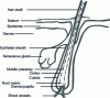 Figure 1 - Hair diagram