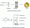 Figure 1 - Liposomes