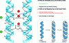 Figure 2 - Structure of α-keratin and main interactions ensuring intra- and intermolecular cohesion. Inspired by the literature [1] [32]