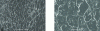 Figure 3 - Scanning electron microscope images of the nail (metallized samples)