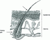 Figure 1 - Hair and hair follicles