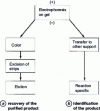 Figure 2 - Gel electrophoresis with product recovery