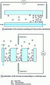 Figure 6 - Principle of flow potential measurement to access membrane surface charge (a) or charge inside membrane pores (b) [63]