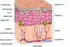 Figure 1 - Representation of the structure of human skin [7].