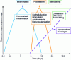 Figure 2 - Chronology of the main healing phases [8].