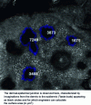 Figure 18 - Confocal microscopy image of skin surface cross-section
