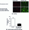 Figure 8 - Labeling of NHEK mitochondrial membrane potential in response to exposure to urban pollution (doc. Bioalternatives)