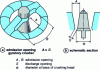 Figure 2 - Typical dimensions of a gyratory or cone crusher