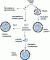 Figure 15 - Particle formation by micellar and homogeneous nucleation