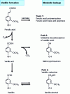 Figure 2 - Ferulic acid metabolism by the basidiomycete Pycnoporus cinnabarinus