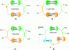 Figure 7 - Schematic of the chemical loop for ammonia synthesis: (a) with a transition metal nitride, (b) with an alkali hydride, (c) with H2O and in two steps, (d) with H2O and in three steps (after reference [113]).