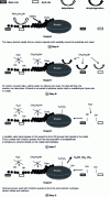 Figure 16 - Vaporeforming bioethanol in the presence of heavy alcohols