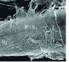 Figure 9 - External fibrillation of a fiber, observed by scanning electron microscopy