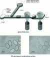 Figure 21 - Preparation of rounded cylinders and discs obtained by light-curing a photocurable polymer (NOA 60) [80].