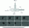 Figure 41 - Single-capillary microfluidic method for producing two-tone Janus particles with electrical anistropy [110].