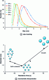 Figure 13 - Particle size tracking by DLS as a function of residence time and mechanistic interpretation, described by Penhoat and Girardon