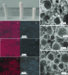 Figure 14 - a) Different MUB-105(x) with increasing Nb2O5 content from left to right, b-d) SEM images of MUB-105(x) macrocells with increasing Nb2O5 concentrations, e-g) EDX images showing the respective distributions of Si and Nb atoms, Nb2O5 contents increase from e) MUB-105(1) to g) MUB-105(3) (ACS Copyright 2023 [24])