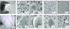 Figure 5 - Observations of Si(HIPE) at different scales and oil volume fraction percentages ρv: a) photograph of a self-supported monolith, b) SEM image ρv = 56.6%, c) SEM image ρv = 59.2%, d) SEM image ρv = 67.5%, e) SEM image ρv = 74.9%, f) MET image of mesoporosity (figure modified from reference [22] RSC Copyright 2004).