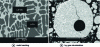 Figure 16 - SEM images of an alloy with the composition La6.7Fe84.7Si9.1 obtained by conventional mould casting and gas atomization.