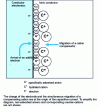 Figure 4 - Schematic representation of the structure of an electrochemical double layer