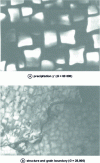 Figure 16 - Microstructure of N18 superalloy (Afnor NK 16 CDTA) after standard treatment 