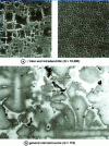 Figure 4 - Standard-treated DS200 superalloy