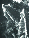 Figure 1 - SEM photograph of aluminum dendrites