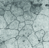 Figure 2 - Correct homogenization of MgAl8Zn1(x 110) alloy